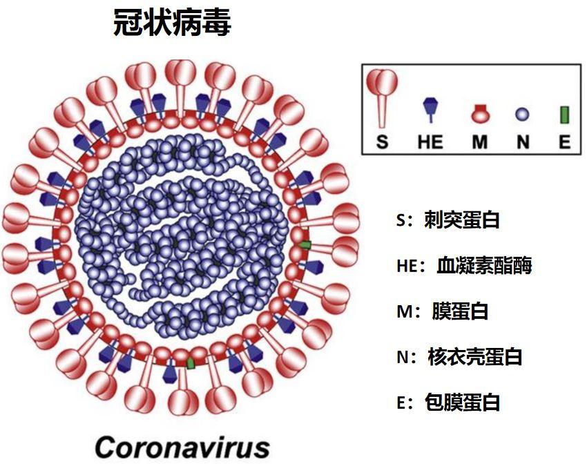 【新冠病毒啥时候可以结束/新冠病毒啥时候可以结束啊】