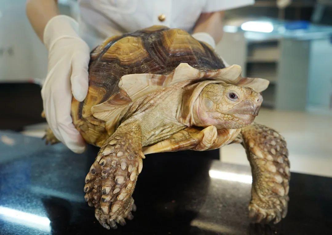 澳门来福州要隔离吗?2024年最新出行政策全解析,助你安心规划行程 澳门来福州要隔离吗?2024年最新出行政策全解析,助你安心规划行程