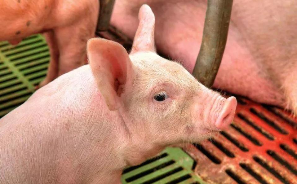 北京疫苗在广东省可以打吗？跨省接种指南与疫情新动态解析