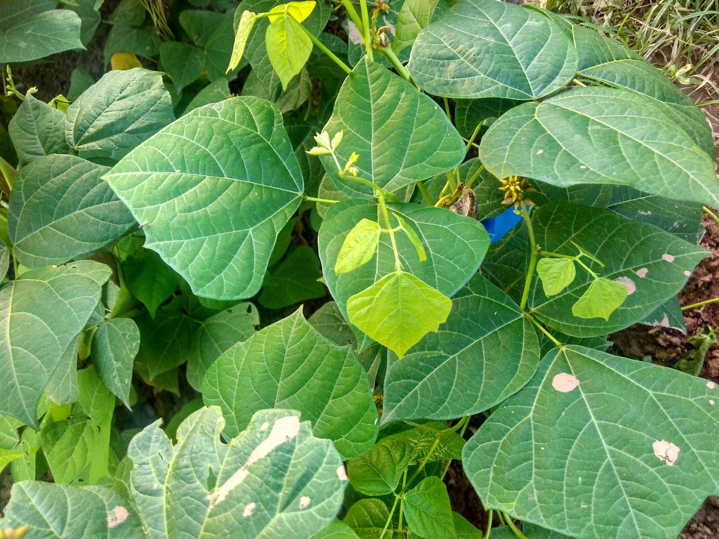 疫情防控，福建与台湾的应对措施及现状分析